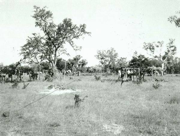 Gurindji general camp, mid 1960s